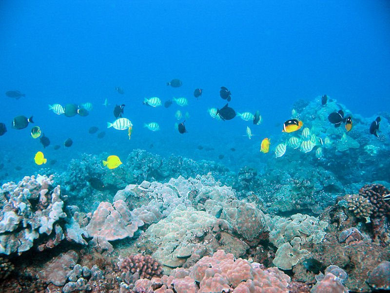 Hilo SCUBA Diving Guide | Let's Go Hawaii